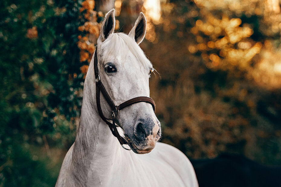 White horse close up shot